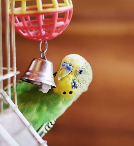 budgie with toy