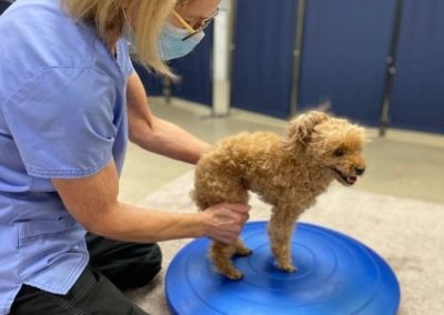 small dog doing physical therapy